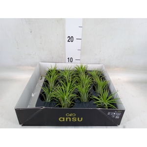 Tillandsia ionantha