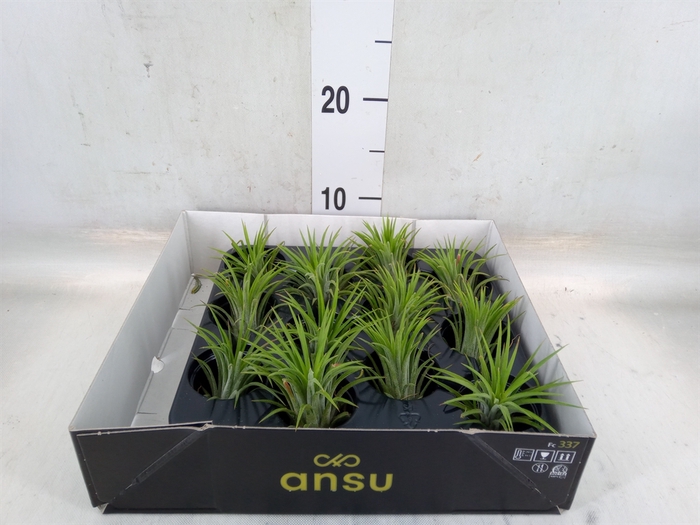 <h4>Tillandsia ionantha</h4>