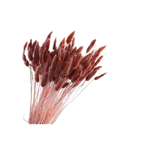 Lagurus Mocha