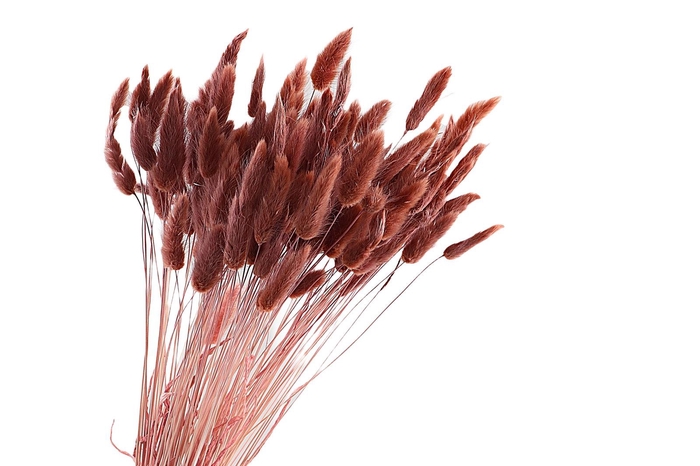 <h4>Lagurus Mocha</h4>