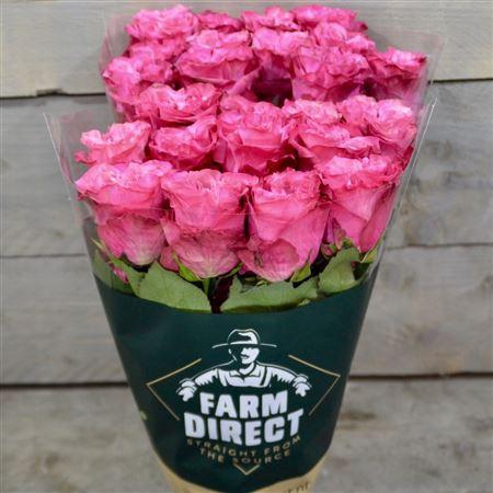 <h4>R Gr Country Blues</h4>