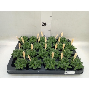 Delosperma echinatum