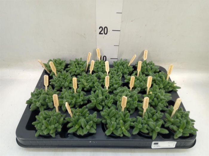 <h4>Delosperma echinatum</h4>