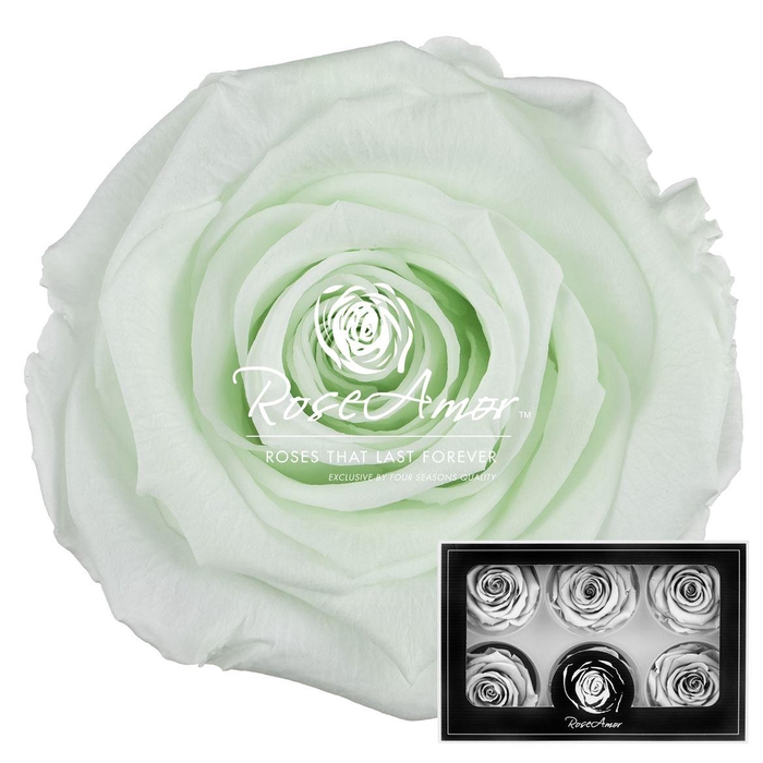 <h4>Lplus Gre89</h4>