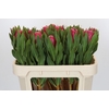 Protea Brenda