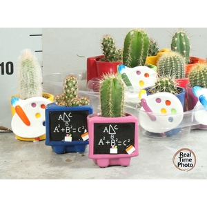 CACTUS OV