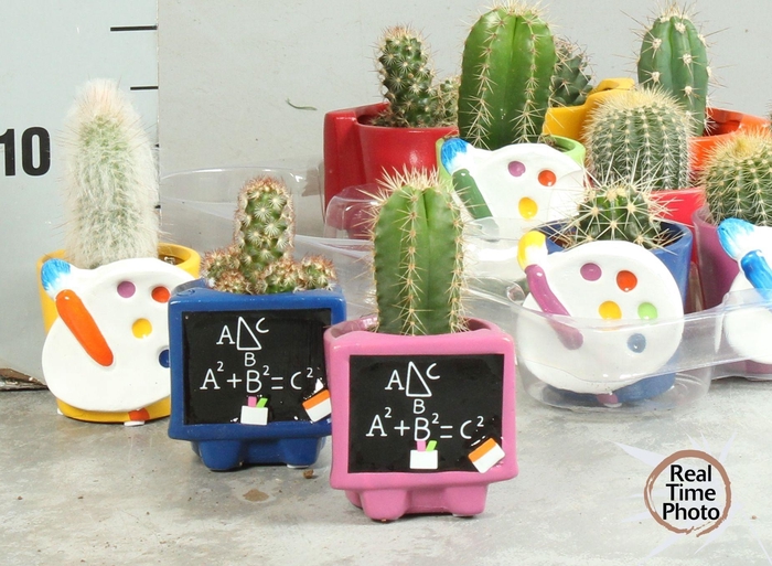 <h4>CACTUS OV</h4>