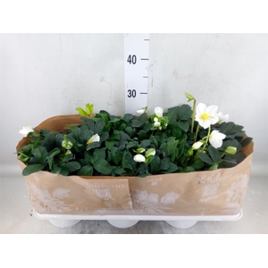 Helleborus niger 'Christmas Carol'