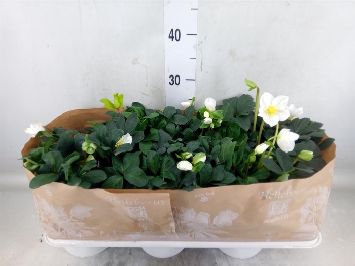 <h4>Helleborus niger 'Christmas Carol'</h4>