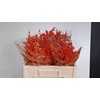 Ilex Ve Orange Glow