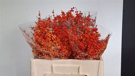 Ilex Ve Orange Glow