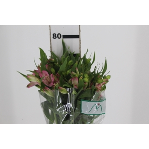 ALSTROEMERIA PAMELA 080 CM