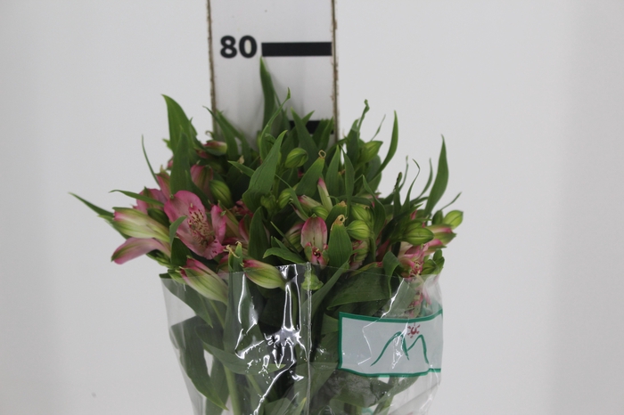 <h4>ALSTROEMERIA PAMELA 080 CM</h4>