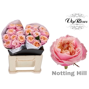 R Gr Notting Hill