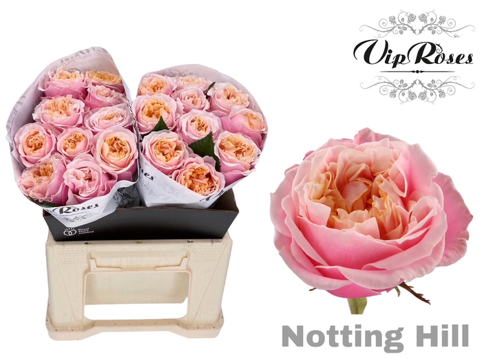 <h4>R GR NOTTING HILL</h4>