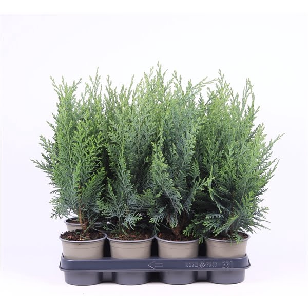 <h4>Chamaecyparis lawsoniana 'Columnaris'</h4>