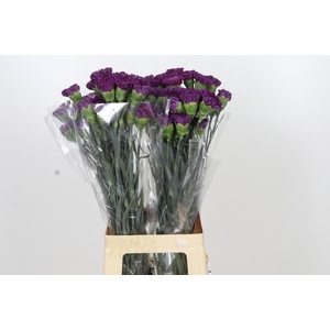 Dianthus St Cobalt Thrill