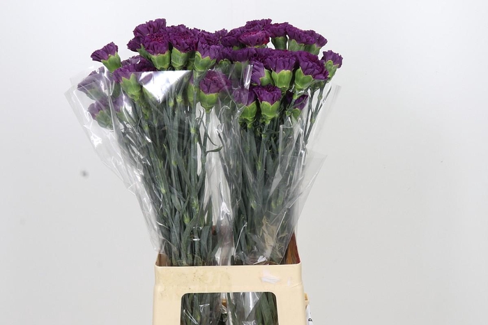 <h4>Dianthus St Cobalt Thrill</h4>