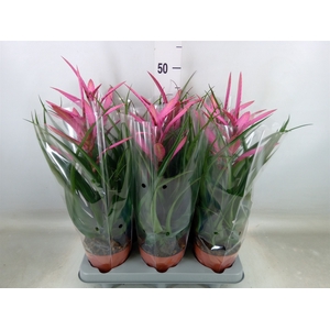 Tillandsia  'Camina'