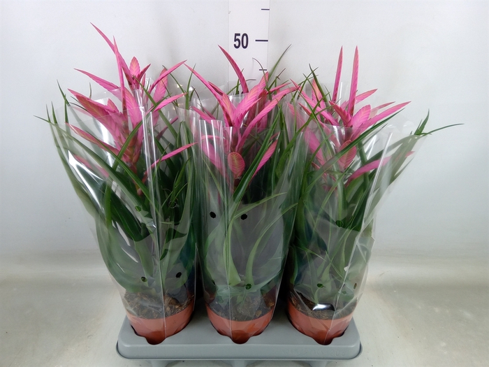 <h4>Tillandsia  'Camina'</h4>