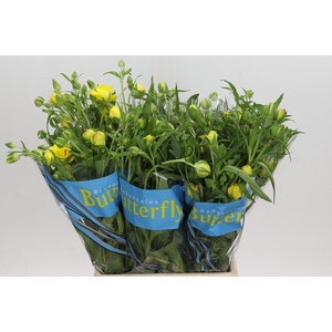 Ranunculus Butterfly Artemis