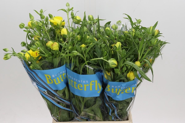 <h4>Ranunculus Butterfly Artemis</h4>
