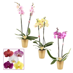Phalaenopsis 2 tak 14+ mix in Mariah goud + kersballen bijsteke
