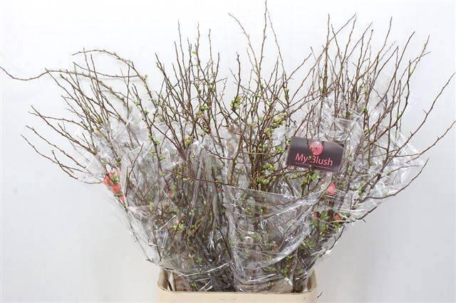 <h4>CHAENOMELES SUPERBA</h4>