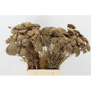 DF Achillea Paint Bs Ant. Gold