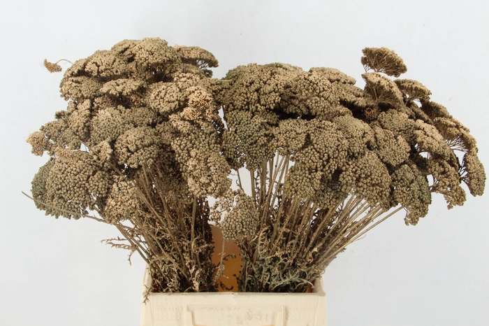 DF Achillea Paint Bs Ant. Gold