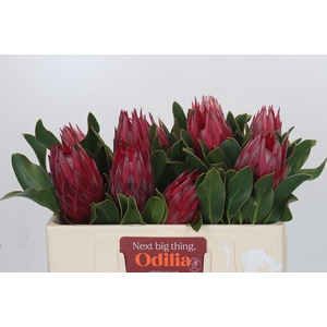 Protea Cynaroides Madiba