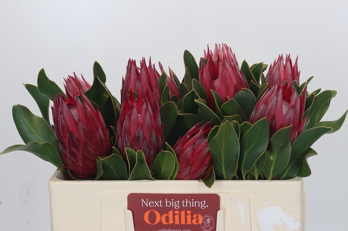 <h4>Protea Cynaroides Madiba</h4>