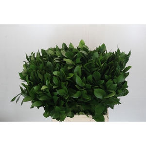 Ruscus Israel