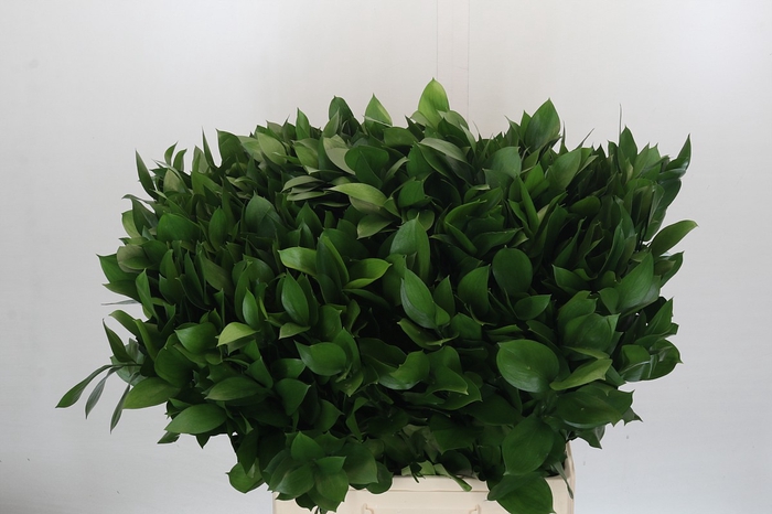 <h4>Ruscus Israel</h4>