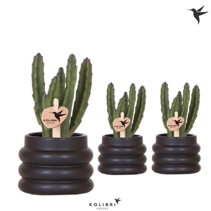 Kolibri Greens Stapelia Leendertziae in Bubble pot black