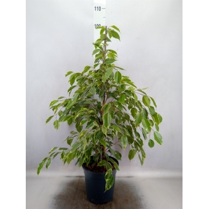 Ficus benja. 'Golden King'