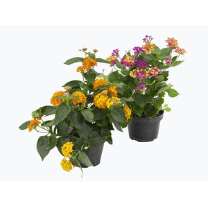 LANTANA P11