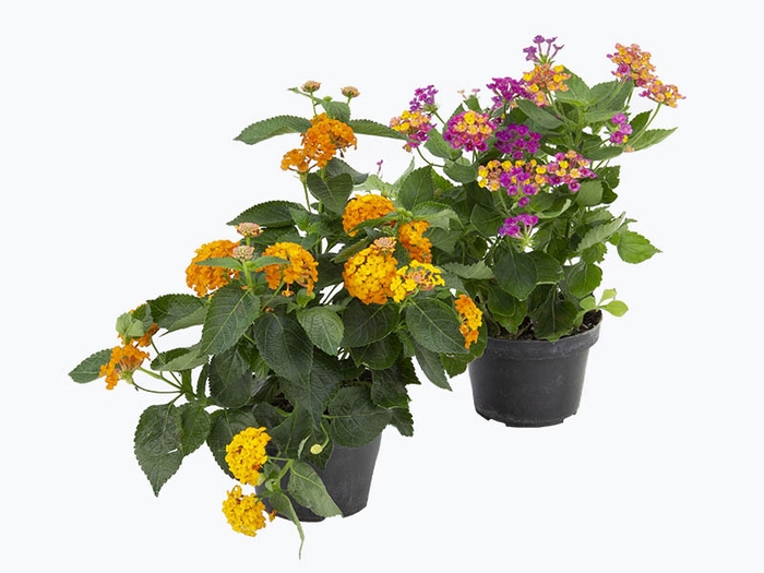 <h4>LANTANA P11</h4>