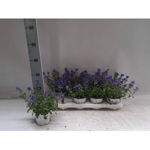 !! PROMO !! CAMPANULA SPRING BELL P12