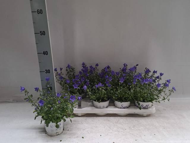 <h4>!! PROMO !! CAMPANULA SPRING BELL P12</h4>