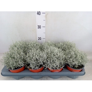 Leucophyta brownii