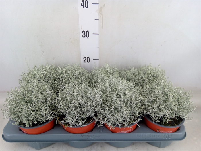 <h4>Leucophyta brownii</h4>