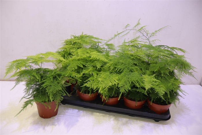 <h4>arr8 Aspar Setaceus</h4>