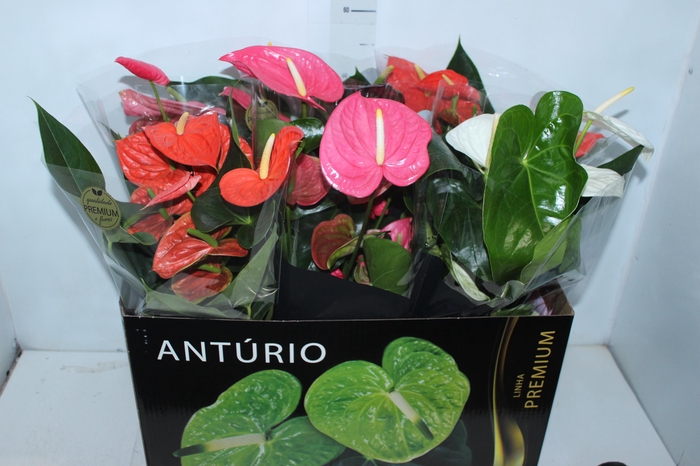 ANTHURIUM VARIADO P17 PREMIUM
