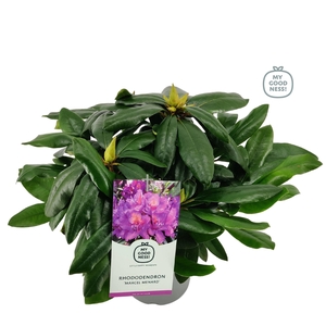 Rhododendron hybr. 'Marcel Menard' C2 30-35