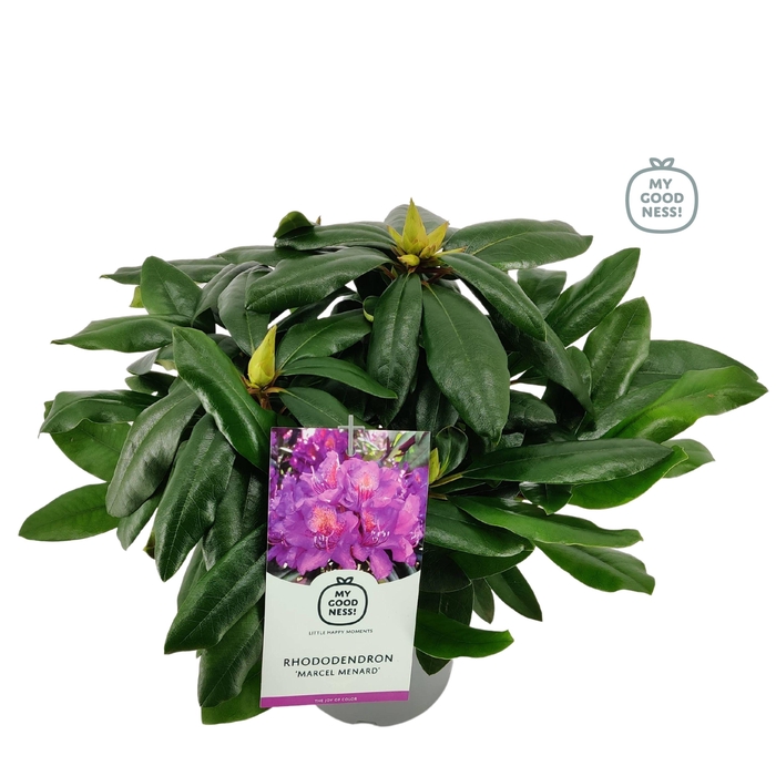 <h4>Rhododendron hybr. 'Marcel Menard' C2 30-35</h4>