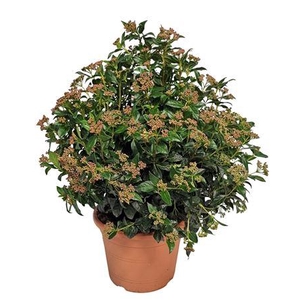 Viburnum Tinus Bush - 1154