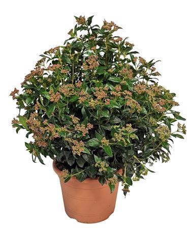 <h4>Viburnum Tinus Bush - 1154</h4>