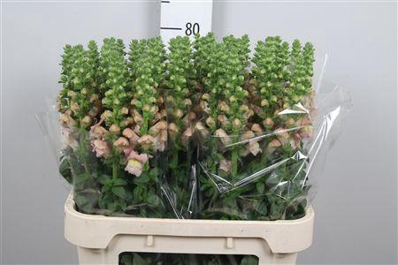 <h4>Antir Opus Pink</h4>