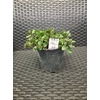 Mentha spicata